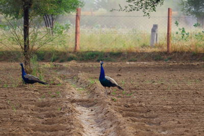 Bird on a field