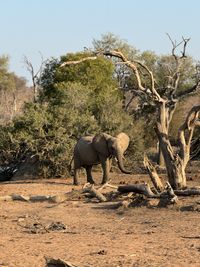 Elephants on field