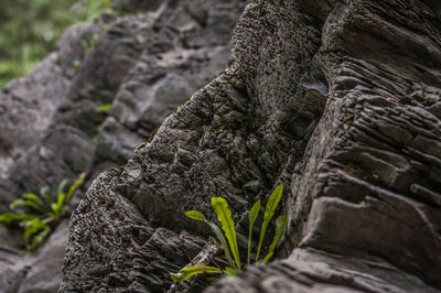 Close-up of tree trunk