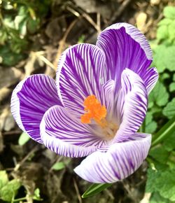 Close-up of purple crocus flower on field