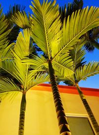 Low angle view of palm trees against blue sky