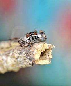 Close-up of spider