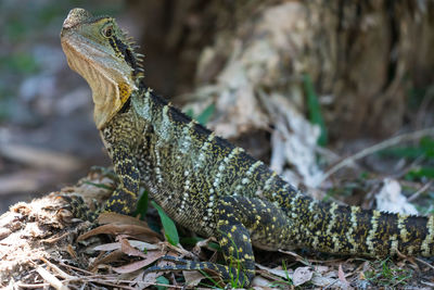 Close-up of lizard on land