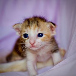 Close-up portrait of kitten on bed