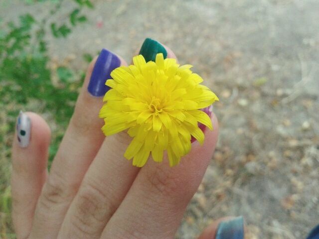 Dandelion addiction