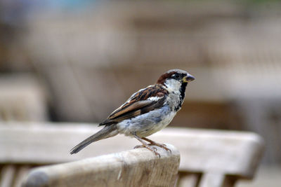 Close-up of bird perching on wood