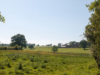 Scenic view of field against clear sky