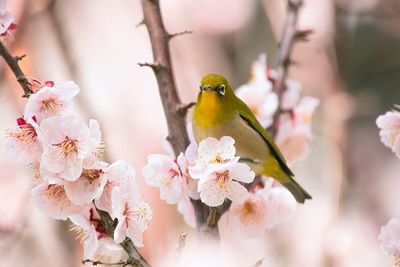 Close-up of japanese white-eye perching on plum blossoms branch in springtime 