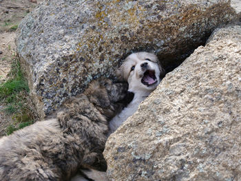 Close-up of dog yawning on rock