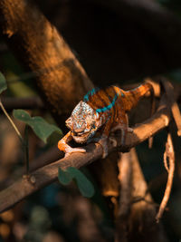 Close-up of insect