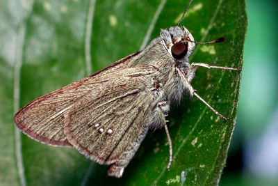 Close-up of butterfly on leaf