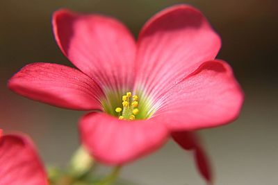 Close-up of flower blooming outdoors