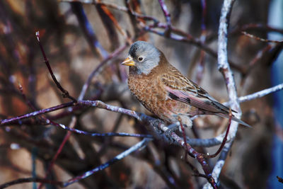 Close-up of bird perching on branch