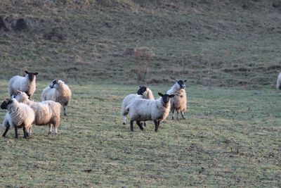 Flock of sheep grazing on field