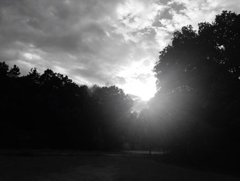 Sun shining through trees