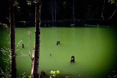 View of birds in lake