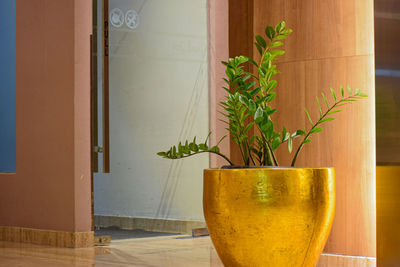 Close-up of potted plant on table