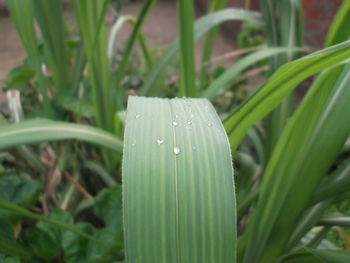 Close-up of water drops on grass