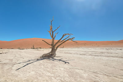 Dead vlei in naukluft national park, namibia, taken in january 2018