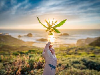 Cropped hand of woman holding leaves against sea during sunset