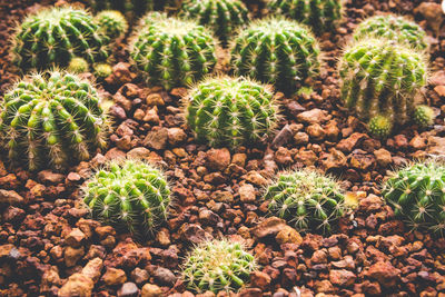 High angle view of cactus plants growing on field