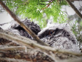 Close-up of owl amidst trees