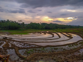 Scenic view of agricultural field against sky during sunset