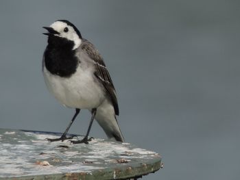 Close-up of bird perching on water