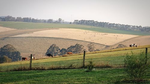 Scenic view of field against clear sky
