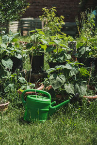 Potted plants on field in yard