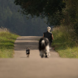 Dog on road amidst field