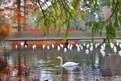 Swans swimming in lake