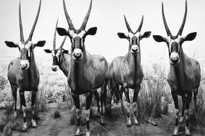 Portrait of oryx standing on field against clear sky