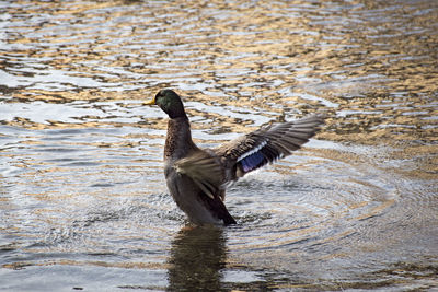 Close-up of duck swimming on lake