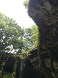 Low angle view of waterfall in forest