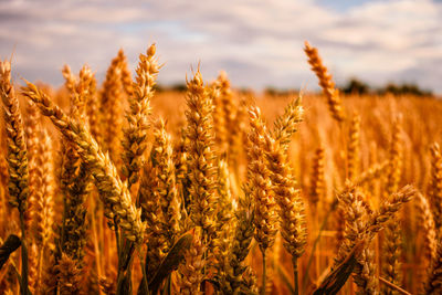 Close-up of wheat growing on field against sky