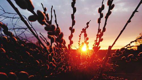 Silhouette plants growing on field against sky during sunset