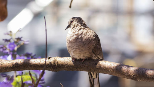 Close-up of bird perching on branch