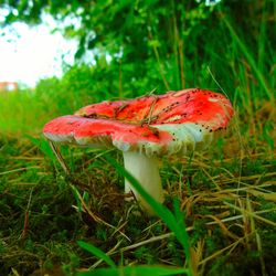 Close-up of red mushroom growing in grass