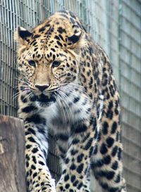 Portrait of a leopard walking towards the camera 