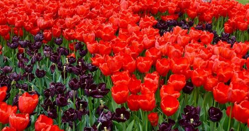 Full frame shot of red flowers