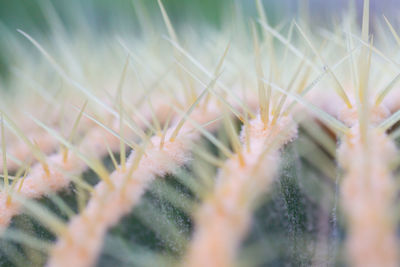 Full frame shot of succulent plants on field