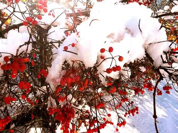 Close-up of tree during winter