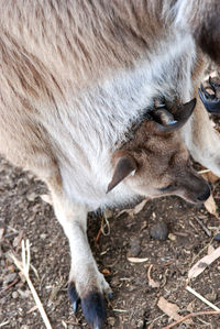 Close-up of giraffe