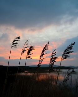 Plants against sky during sunset