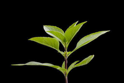 Close-up of plant leaves against black background