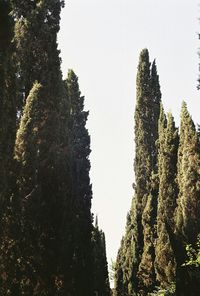 Low angle view of trees against clear sky