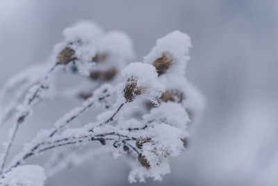 Close-up of frozen plant