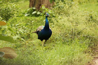 Close-up of peacock on field