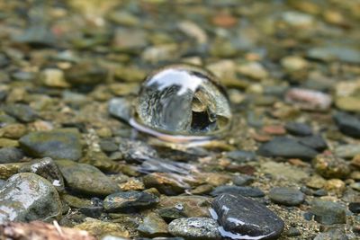 Close-up of shell on rock